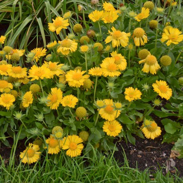 Nolt s Garden Center Perennials Blanket Flower Mesa Yellow